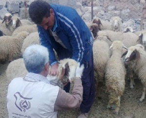 ارتقای سلامت دام با راه اندازی کلینیک سیار دامپزشکی