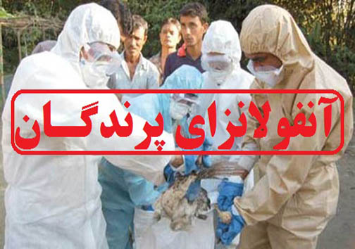 شناسایی ۴ کانون آلوده به آنفلوانزای فوق‌حاد پرندگان در لرستان