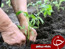 کاشت نهال در محلات شهر دوگنبدان