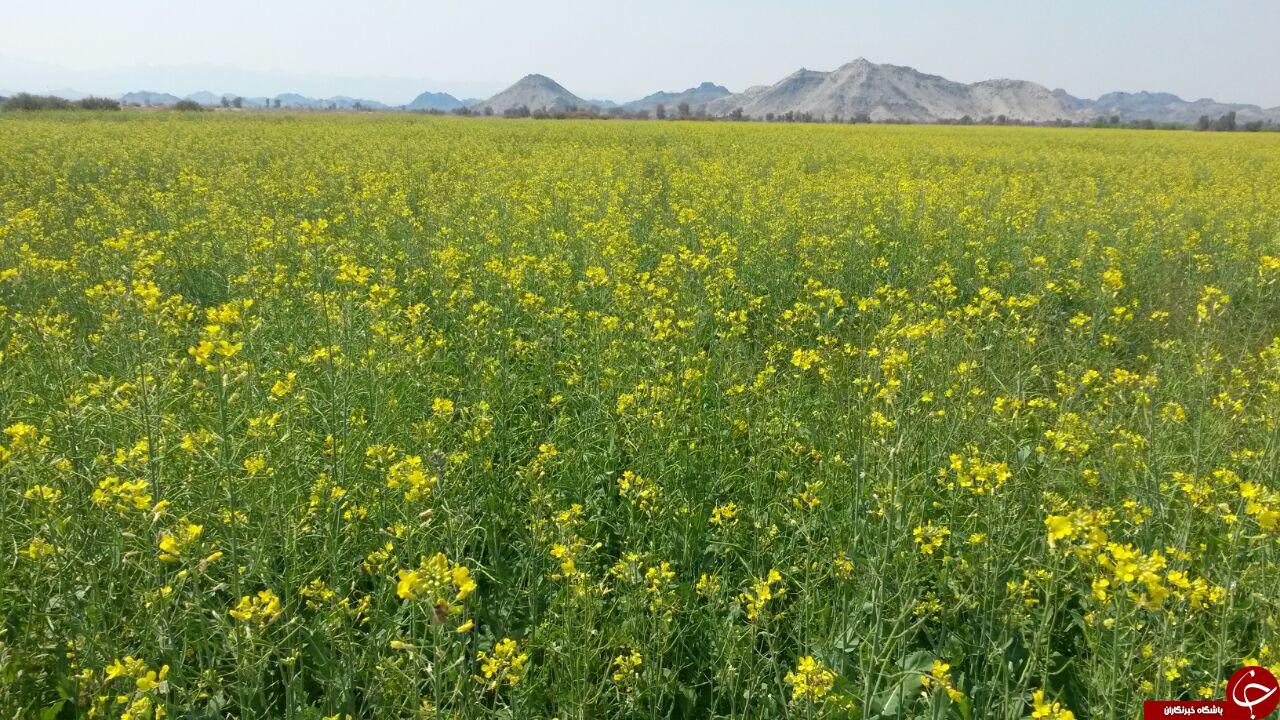 مزارع زیبای گلزار در هشت&zwnj;بندی + تصاویر