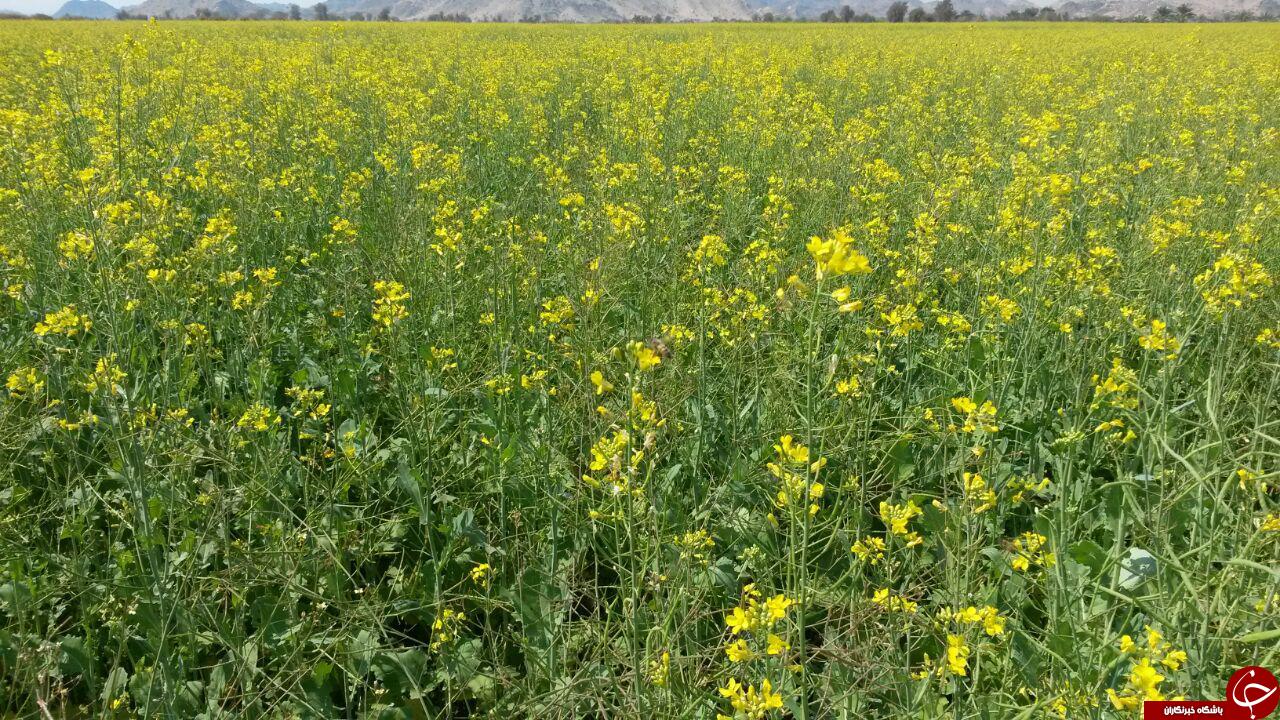 مزارع زیبای گلزار در هشت&zwnj;بندی + تصاویر