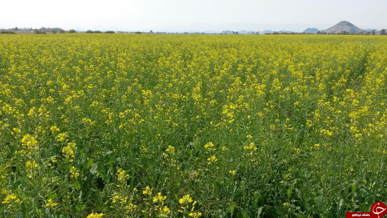مزارع زیبای گلزار در هشت&zwnj;بندی + تصاویر