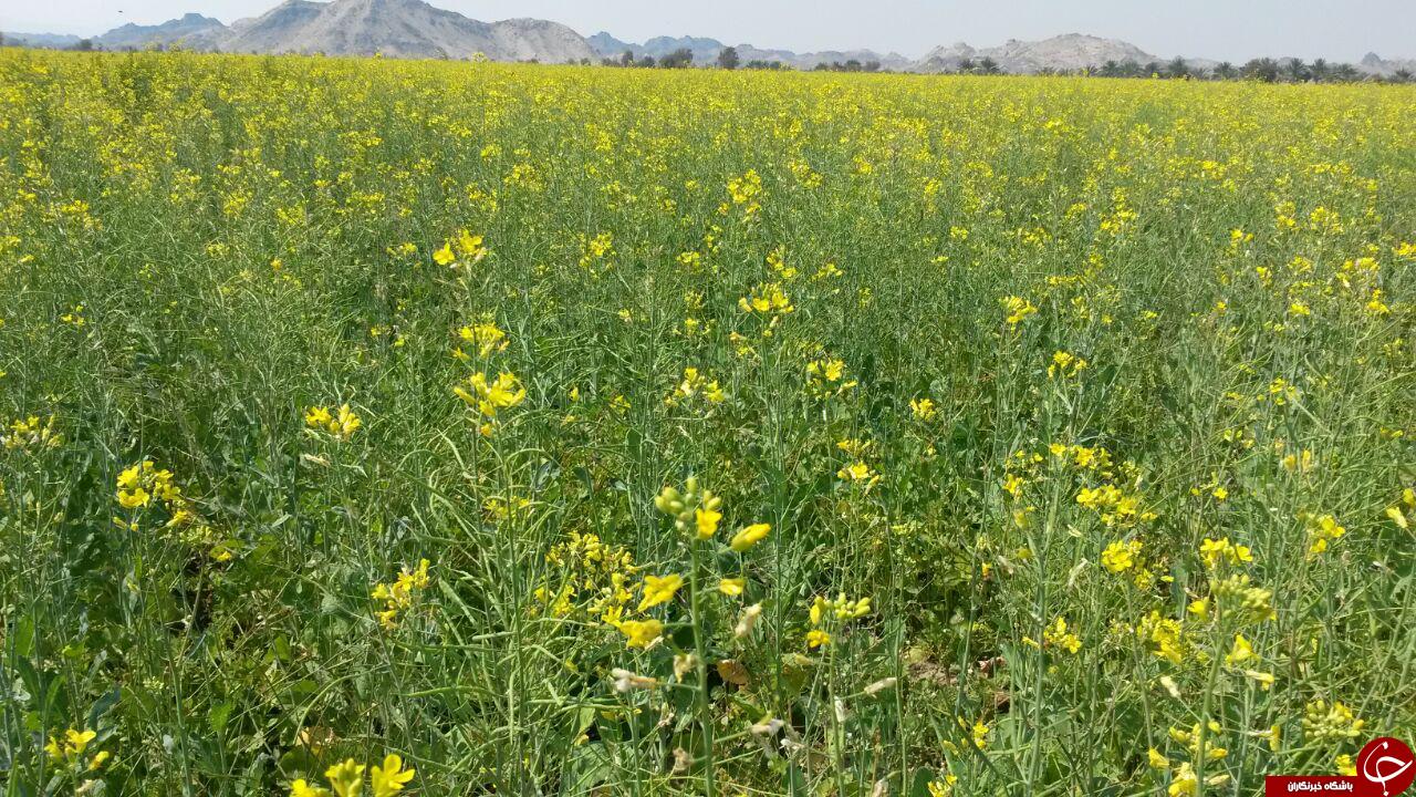 مزارع زیبای گلزار در هشت&zwnj;بندی + تصاویر