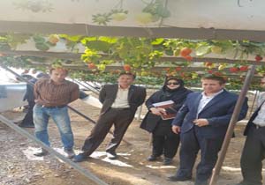 کشاورزی، صنعت وگردشگری سه ضلع مثلت توسعه اقتصادی بردسیر‍