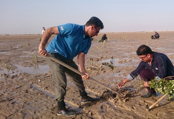 غرس ۱۱ هزار اصله نهال حرا در ساحل دیلم بوشهر آغاز شد