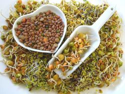 خواص شگفت انگیز جوانه&zwnj;ها برای سلامتی