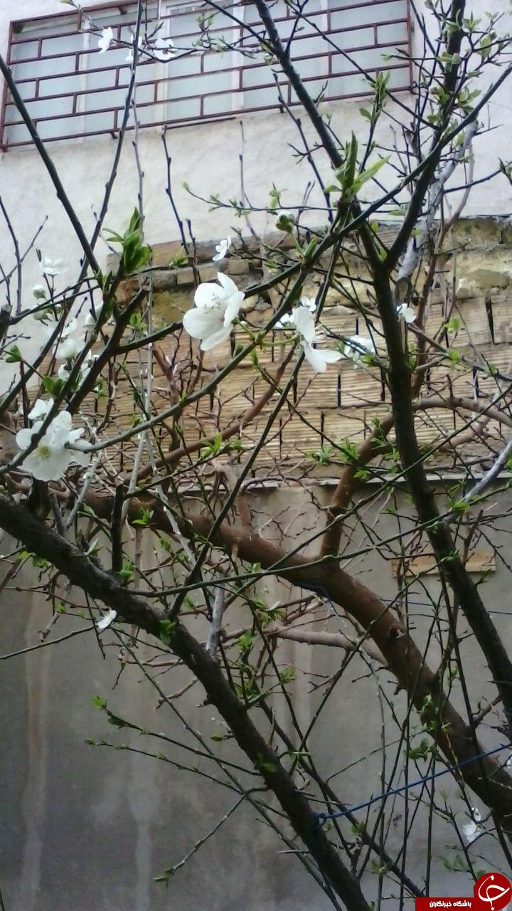 شکوفه&zwnj;های زیبای درختان در آستانه فصل بهار + تصاویر
