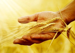 آغاز ساخت سیلوی ذخیره گندم در آوج