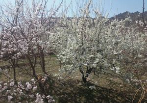 شکوفه‌های بهاری در روستای «رضویه» + تصاویر