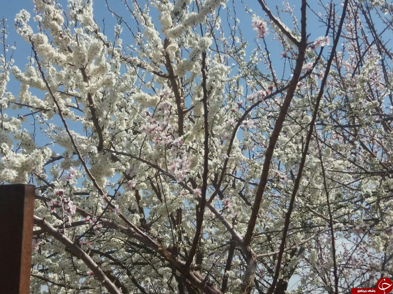 شکوفه&zwnj;های بهاری در روستای &laquo;رضویه&raquo; + تصاویر