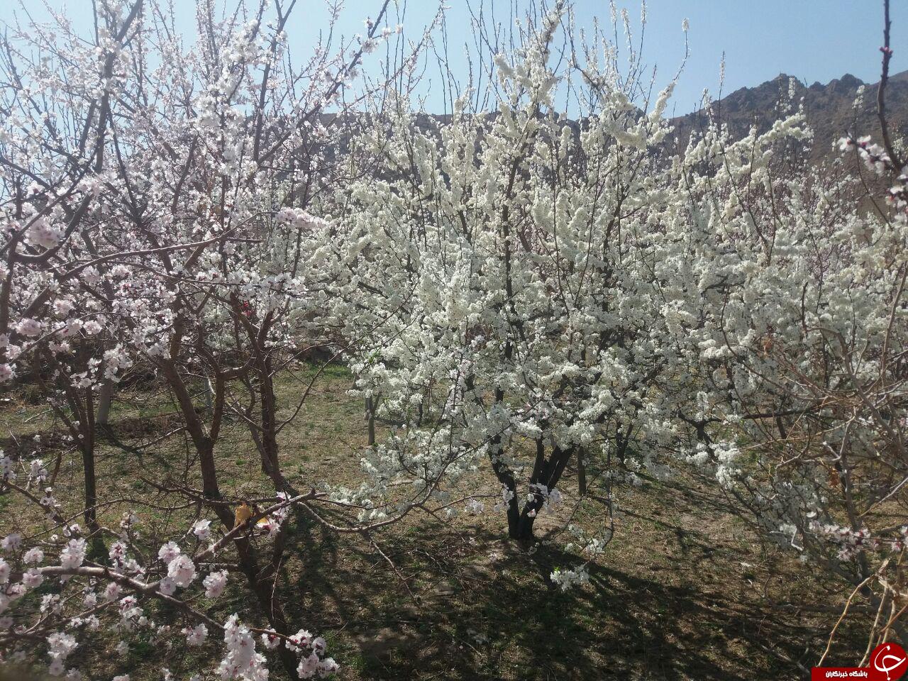 شکوفه&zwnj;های بهاری در روستای &laquo;رضویه&raquo; + تصاویر