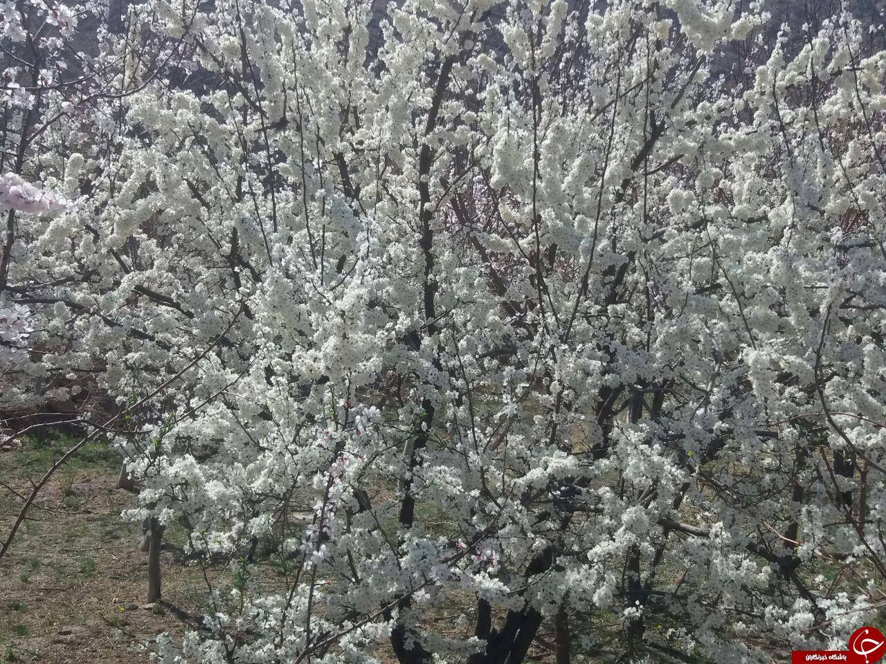 شکوفه&zwnj;های بهاری در روستای &laquo;رضویه&raquo; + تصاویر