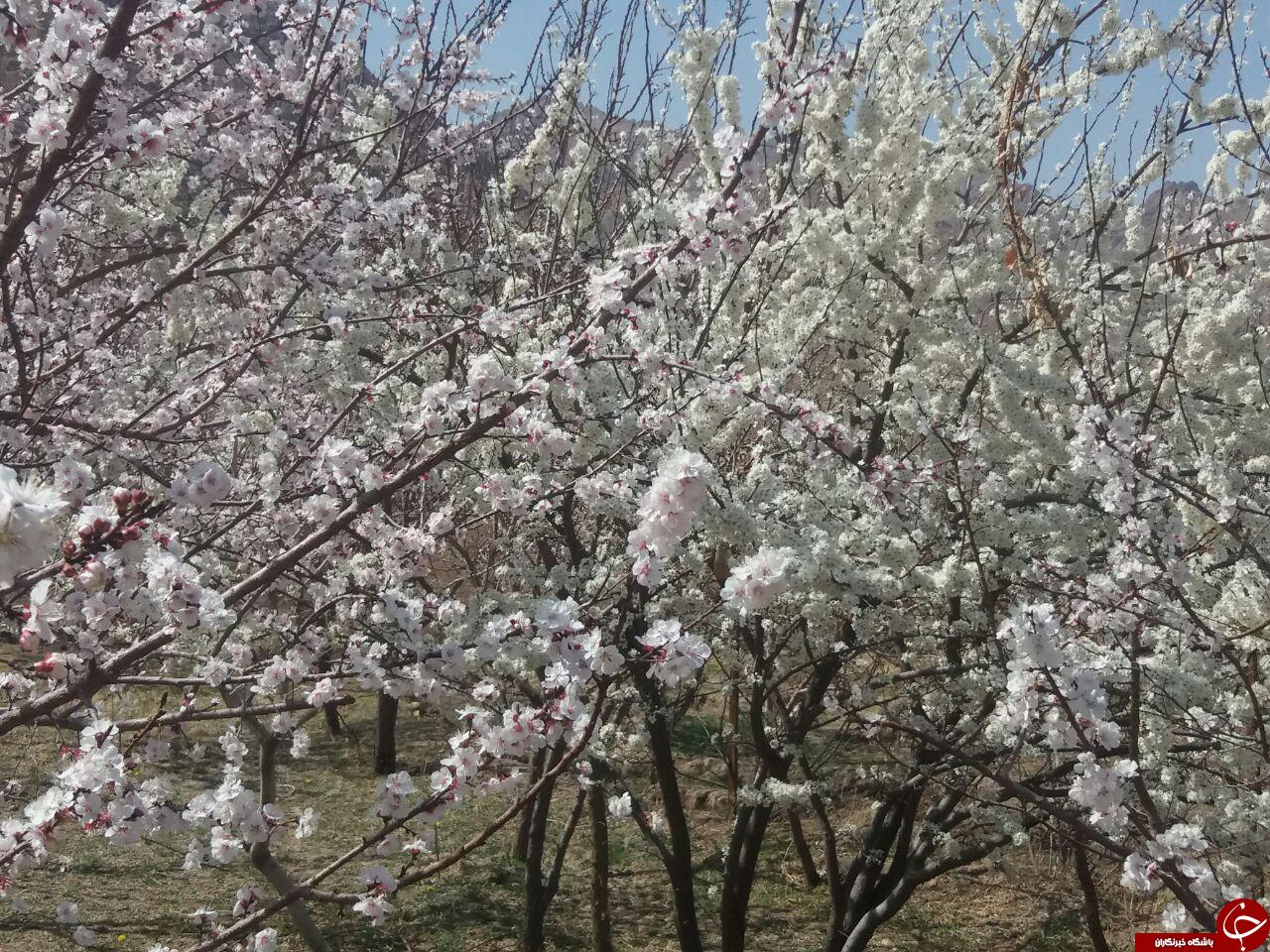 شکوفه&zwnj;های بهاری در روستای &laquo;رضویه&raquo; + تصاویر