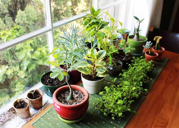 هرآنچه درباره گیاهان خانگی باید بدانید
