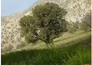 چشم‌اندازی از طبیعت بهاری در ایلام + فیلم