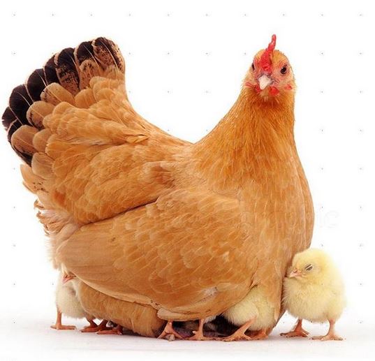 افزایش نرخ فروش مرغ و جوجه یکروزه در بازار