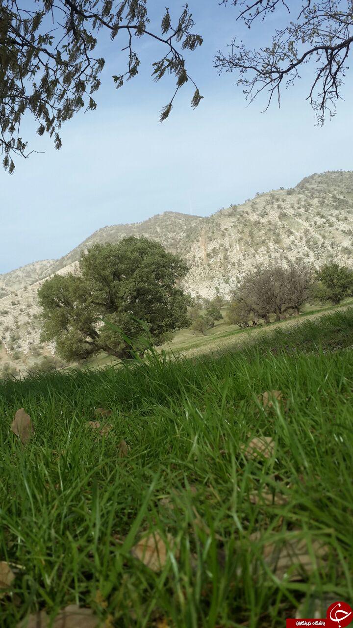 طبیعت بکر و سرسبز در ایلام + تصاویر طبیعت بکر و سرسبز در ایلام + تصاویر