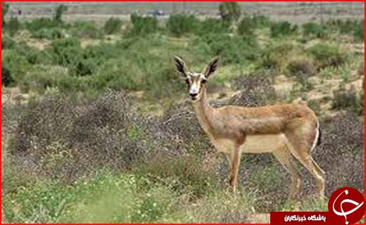بیرجند