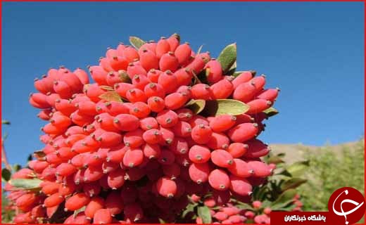 بیرجند