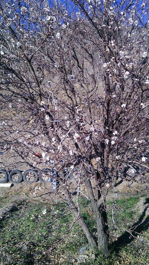 بهار در زمستان استان مرکزی + تصاویر