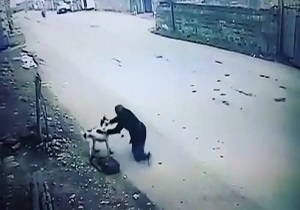 لحظه حمله سگ وحشی به دختر جوان + فیلم