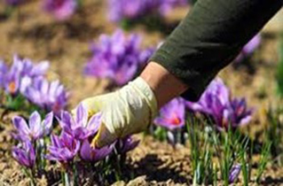 کشت 25 هکتار زعفران در دهاقان