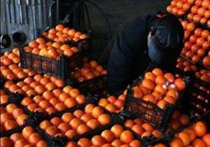 آغاز توزیع میوه شب عید از ۲۵ اسفند در استان قزوین