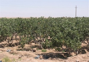 هنرمندان دزفول در جنگل دز درختکاری کردند
