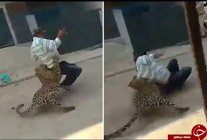 لحظه وحشتناک حمله پلنگ به مرد میانسال + فیلم//////////////////////////////