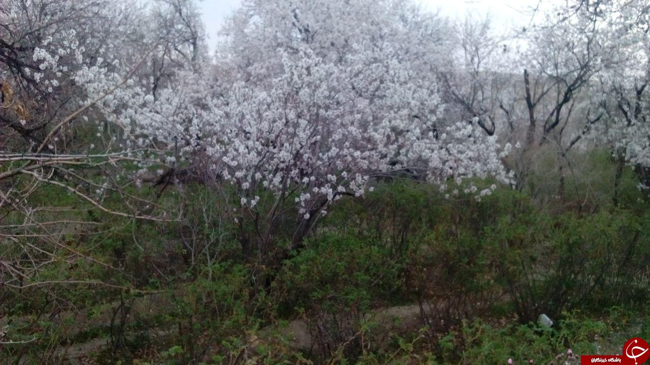 شکوفه&zwnj;های زیبا و بهاری درخت بادام در روستای &laquo;جزه&raquo; + تصاویر