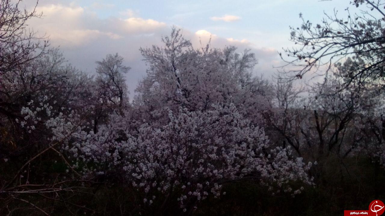 شکوفه&zwnj;های زیبا و بهاری درخت بادام در روستای &laquo;جزه&raquo; + تصاویر