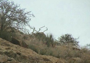مشاهده یک قلاده پلنگ در پارک ملی توران