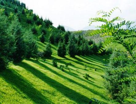 اکوسیستم شهر تهران اجازه تبدیل نهال به درخت را نمی دهد/ جنگل دره فرحزاد با اشتباه مسئولان نابود شد