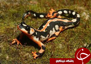 ممنوعیت خرید و فروش سمندر لرستانی