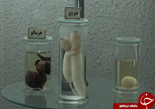 تامل در نشانه&zwnj;های خلقت با سفر به تاریخ طبیعت + تصاویر
