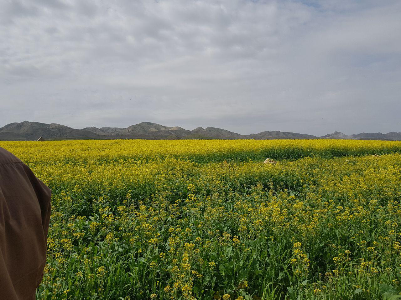 آغاز کشت محصولات کشاورزی در شهرستان گیلانغرب