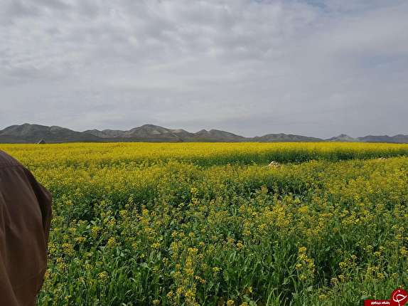آغاز کشت محصولات کشاورزی در شهرستان گیلانغرب