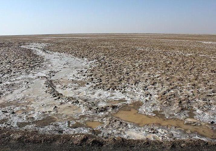 از کهور آمریکایی خطرناک ترین گیاه مهاجم تا محیط بانان مشمول سختی کار می شوند