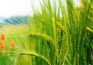 طرح مقایسه ارقام گندم در هویزه اجرا شد