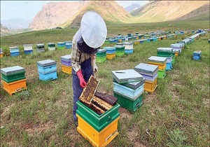 راهکارهای فعال سازی تعاونی های زنبورداری در اردبیل اجرا شود