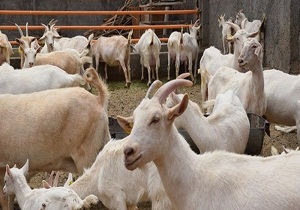 پرورش 2هزار بز  سانن در خراسان جنوبی