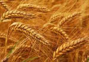 کشت گندم در کردستان رتبه اول کشوری را کسب کرد