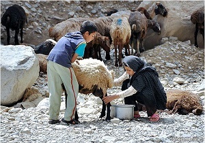 جایگاه سوم کشوری اردبیل در تولید فرآورده های لبنی
