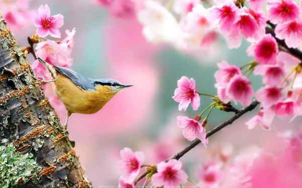 موجودی که نخستین قاصد بهار است+عکس