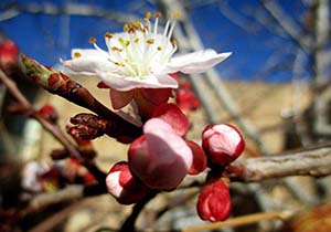 شکوفایی درختان زردآلو در سمیرم + فیلم