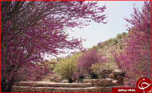 تنگ ارغوان