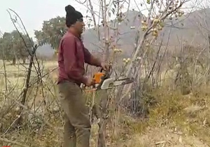 قطع درختان سیب توسط باغدار در روستای «حاجی‌آباد» + فیلم