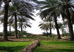 مزارع و باغات طبس تحت پوشش شبکه مراقبت قرار گرفت