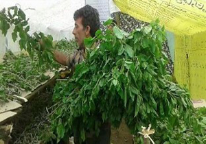 رونق نوغانداری در فریدونکنار