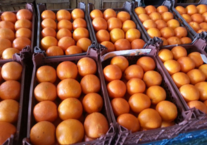 آغاز توزیع میوه شب عید در چهارمحال و بختیاری